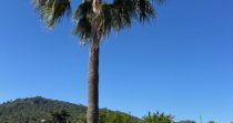 ¡Descubre esta encantadora finca rústica en venta en Son Servera!