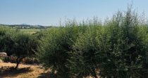 Romantica Finca cerca de la escuela de Rafa Nadal – Manacor