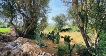 Romantica Finca cerca de la escuela de Rafa Nadal – Manacor